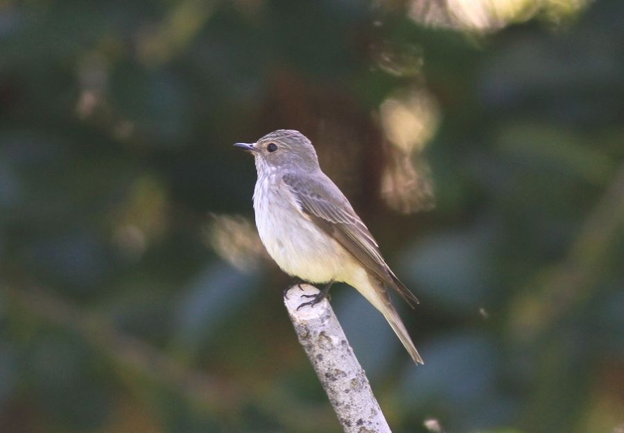 Spotted Flycatcher