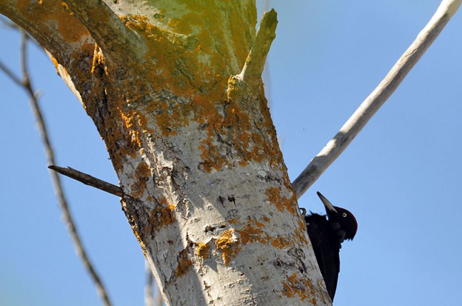 Black Woodpecker