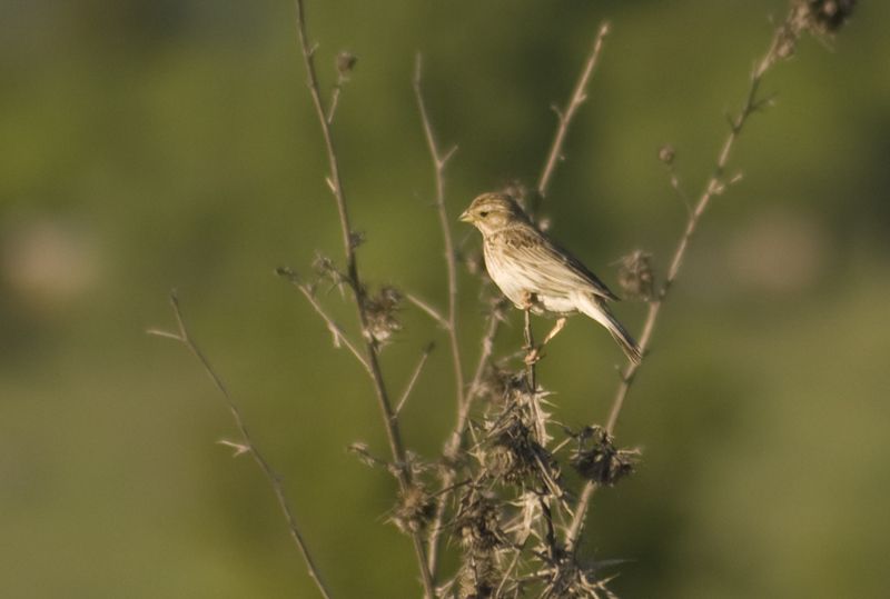 Corn Bunting