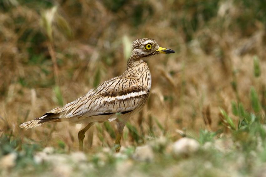 Eurasian Stone-curlew