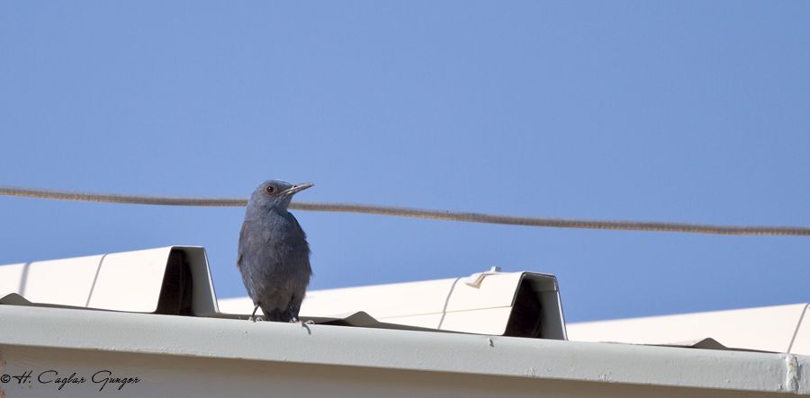 Blue Rock Thrush