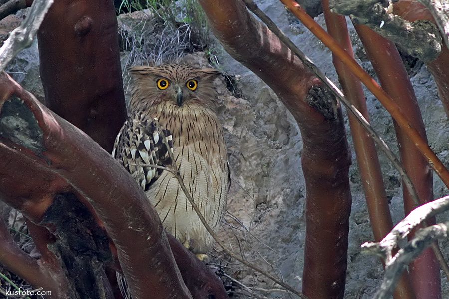 Brown Fish Owl