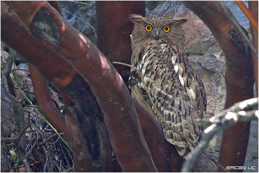 Brown Fish Owl
