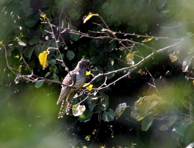 Common Cuckoo