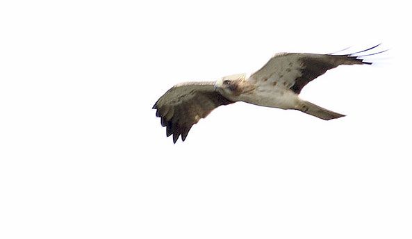 Booted Eagle