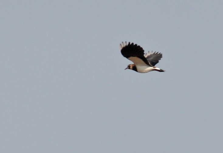 Northern Lapwing