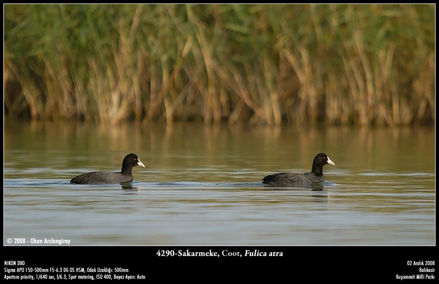 Eurasian Coot