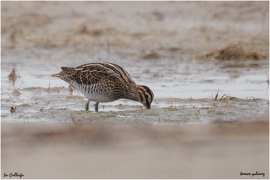 Common Snipe