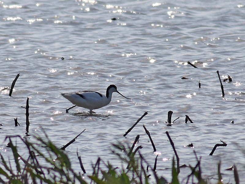 Pied Avocet
