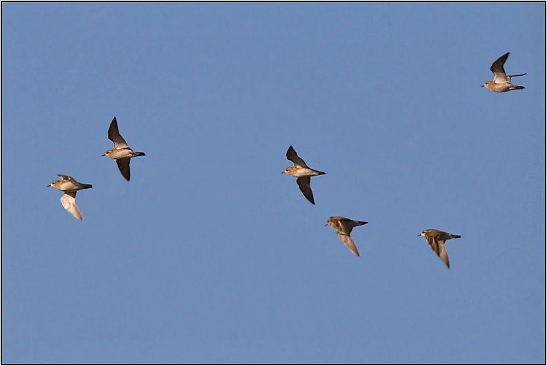 European Golden Plover