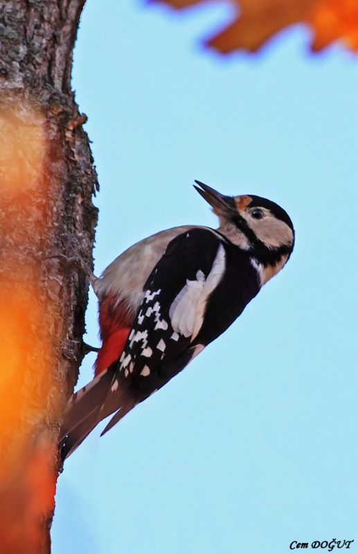 Great Spotted Woodpecker