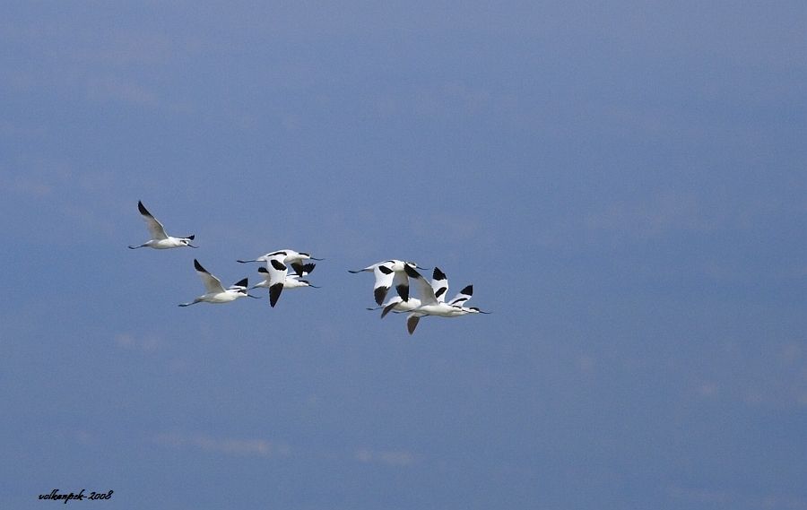 Pied Avocet