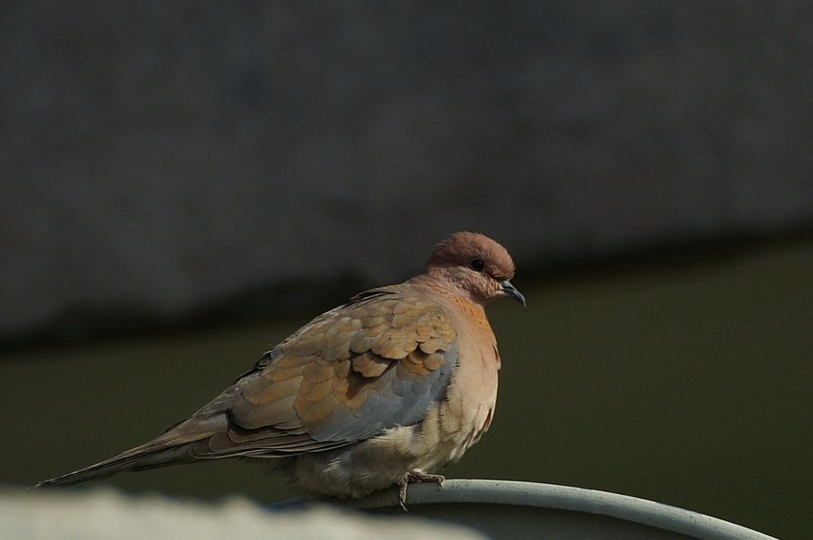 Laughing Dove