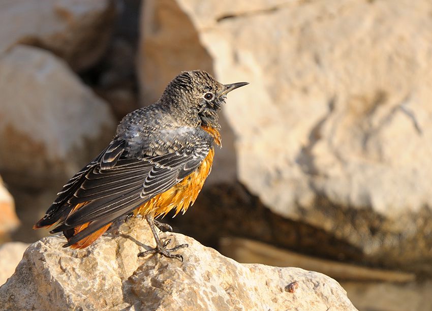Common Rock Thrush