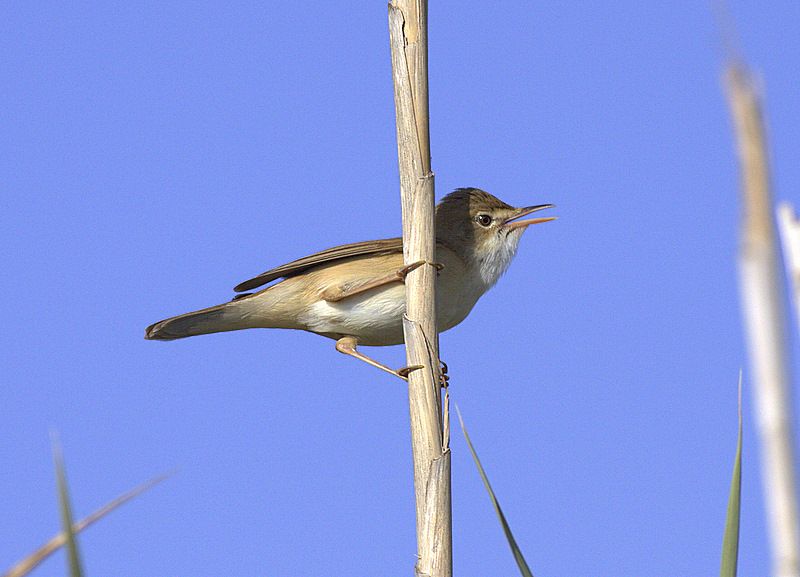 Common Reed Warbler