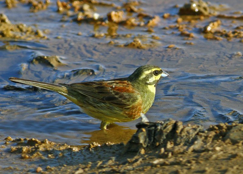Cirl Bunting