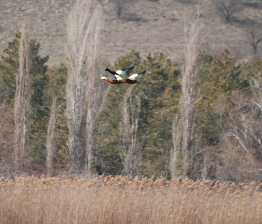 Ruddy Shelduck