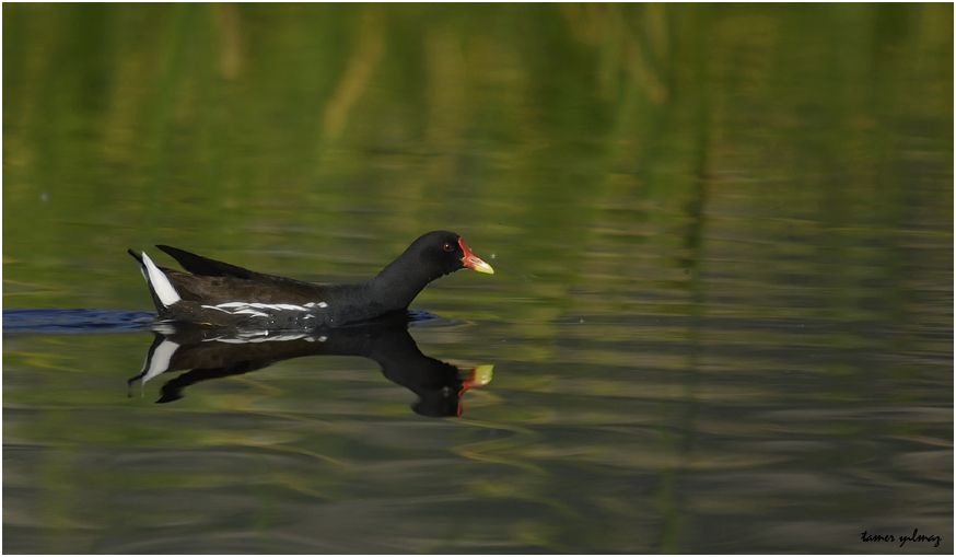 Common Moorhen