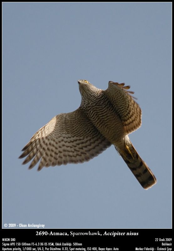 Eurasian Sparrowhawk