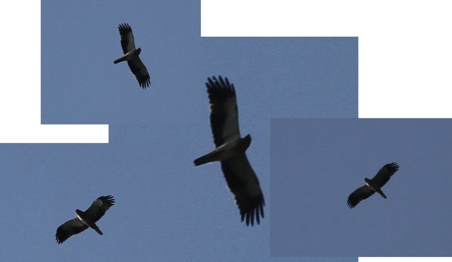 Küçük Kartal