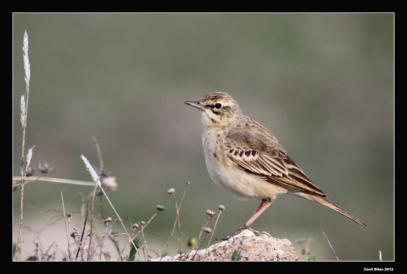 Kır İncirkuşu