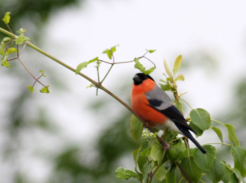 Eurasian Bullfinch