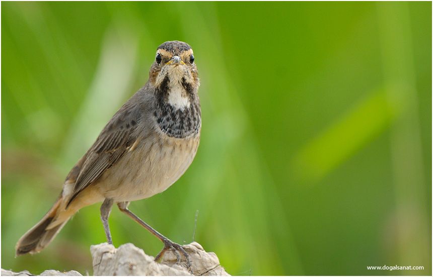 Bluethroat