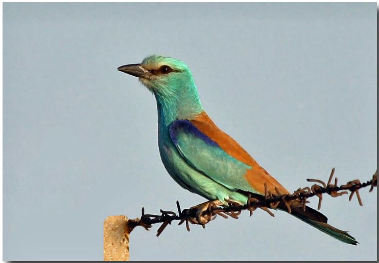 European Roller