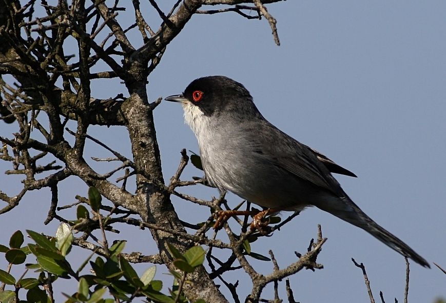 Sardinian Warbler