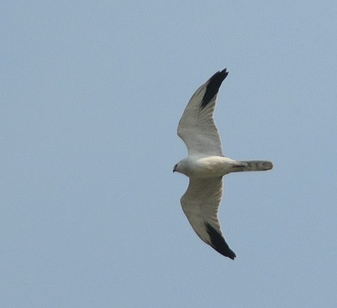 Pallid Harrier