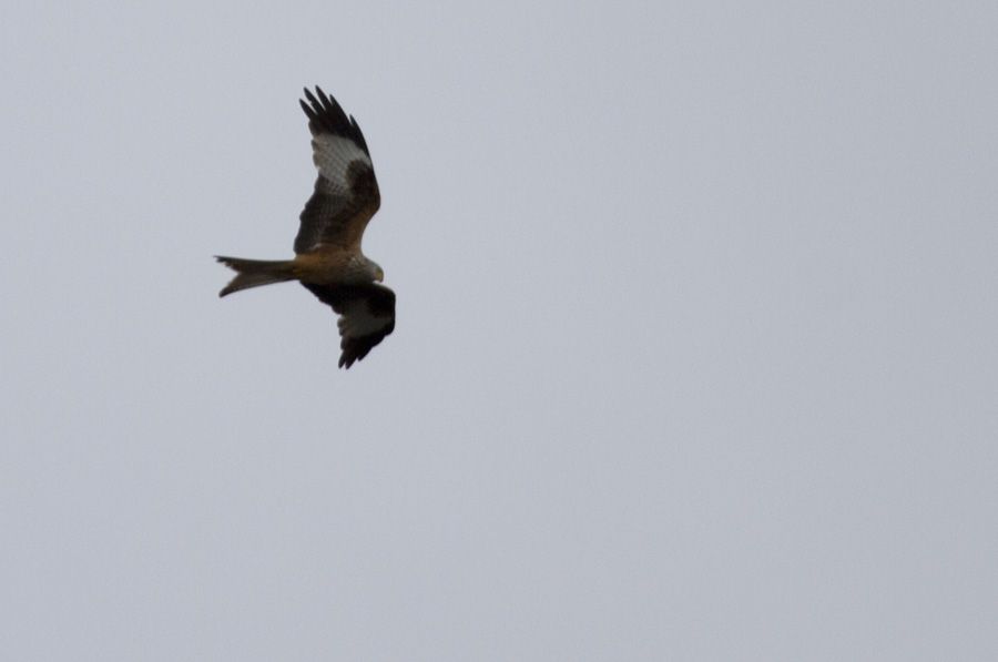 Red Kite