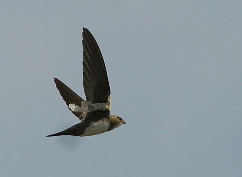 Alpine Swift
