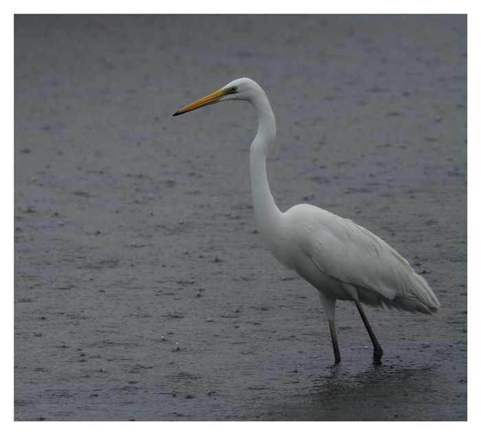 Great Egret