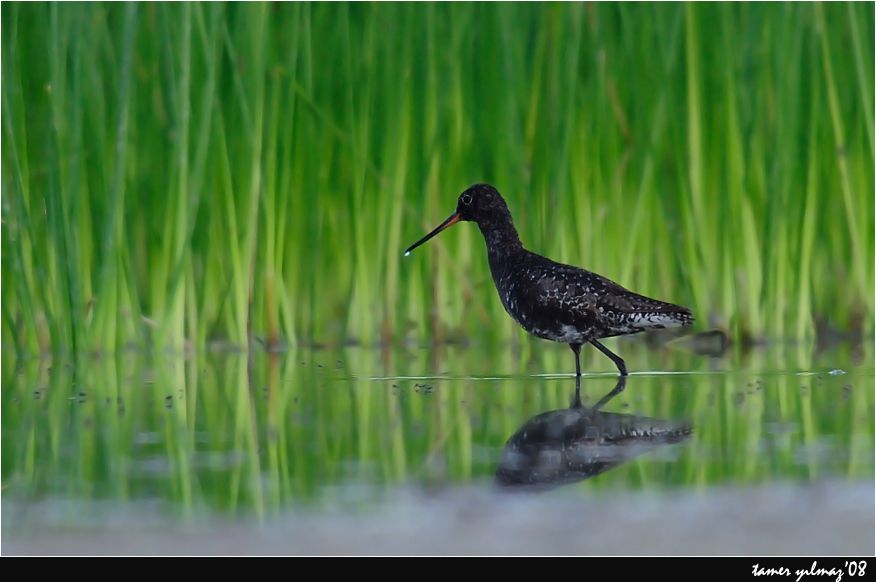Spotted Redshank