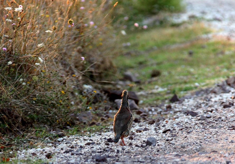 Chukar Partridge