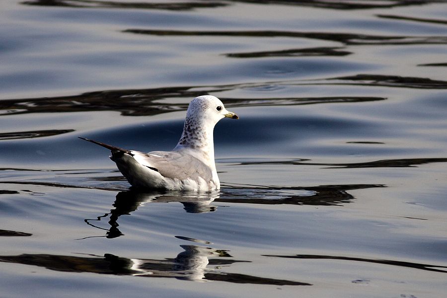 Common Gull