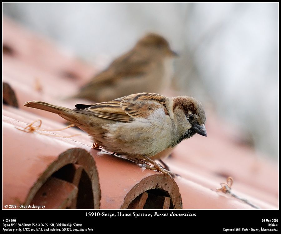 House Sparrow
