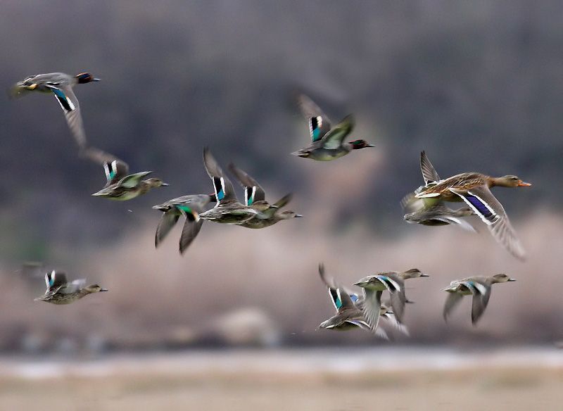 Eurasian Teal