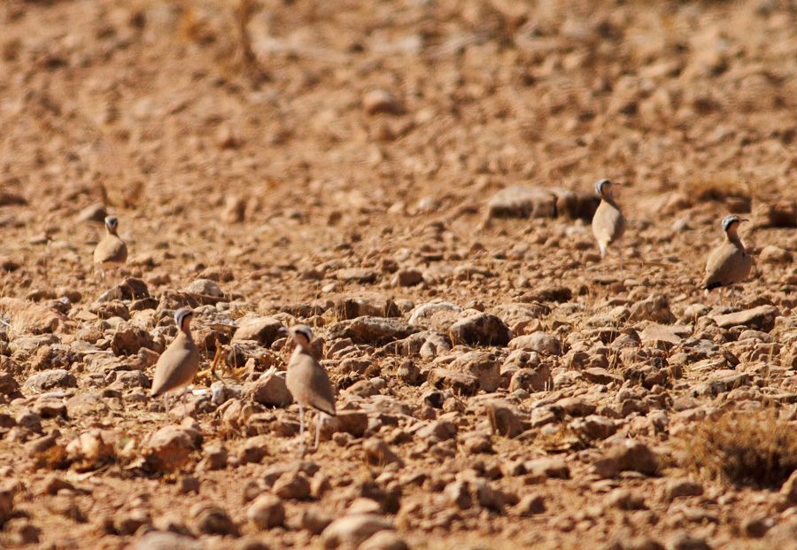 Cream-colored Courser
