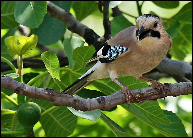 Eurasian Jay
