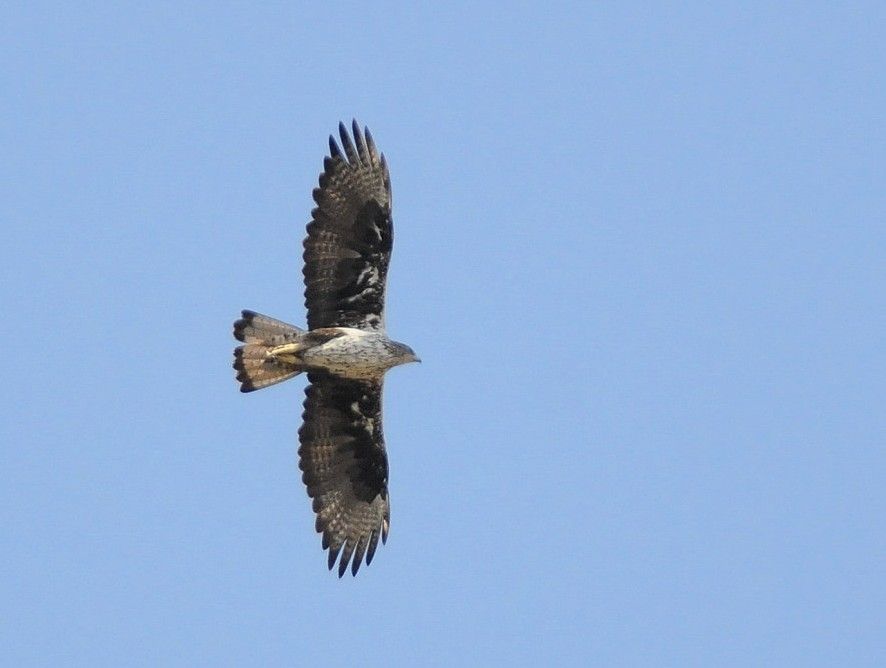 Bonelli`s Eagle