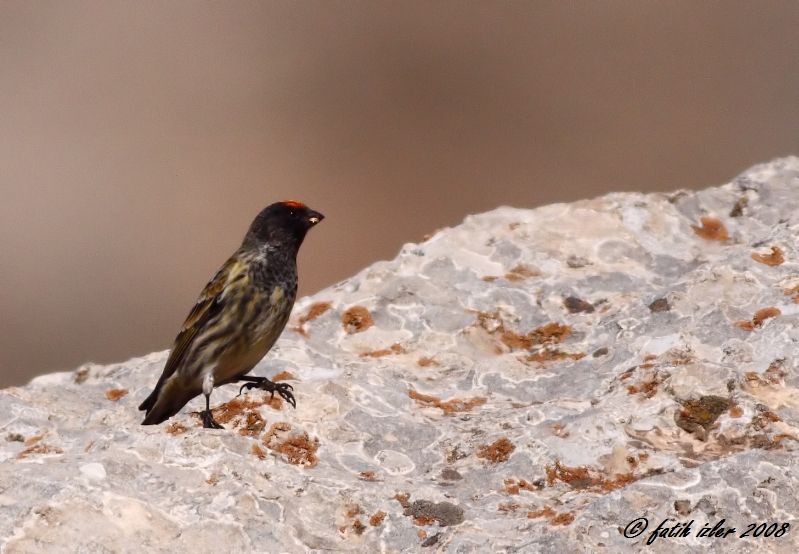 Red-fronted Serin