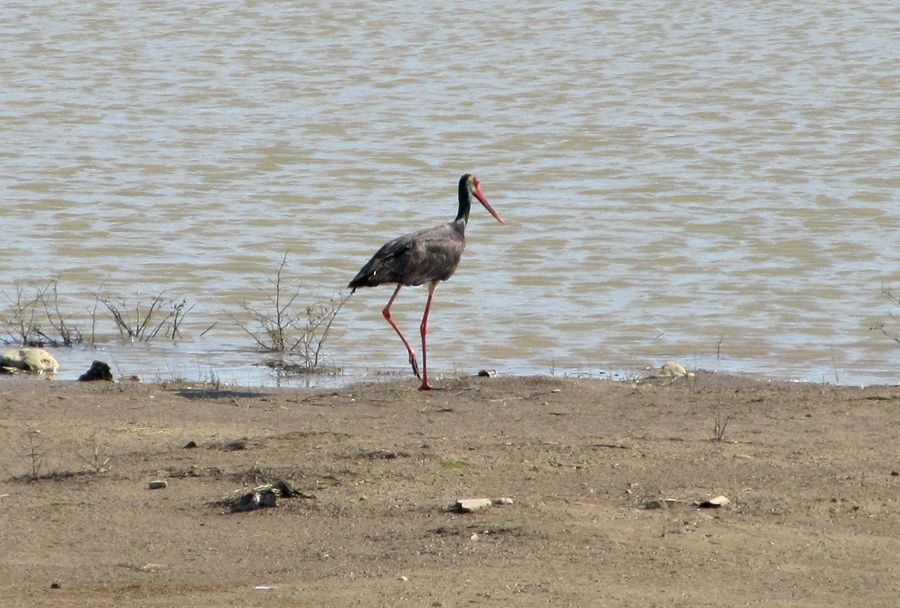 Kara Leylek