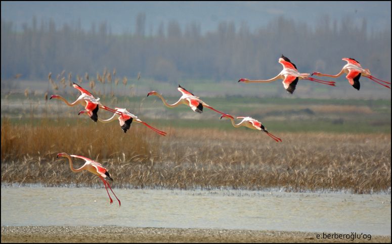 Greater Flamingo