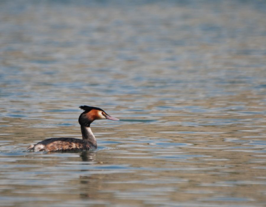 Great Crested Grebe
