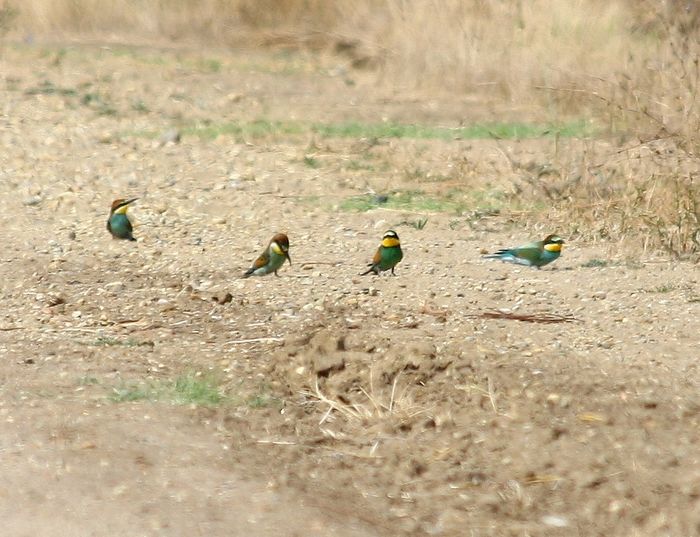 European Bee-eater