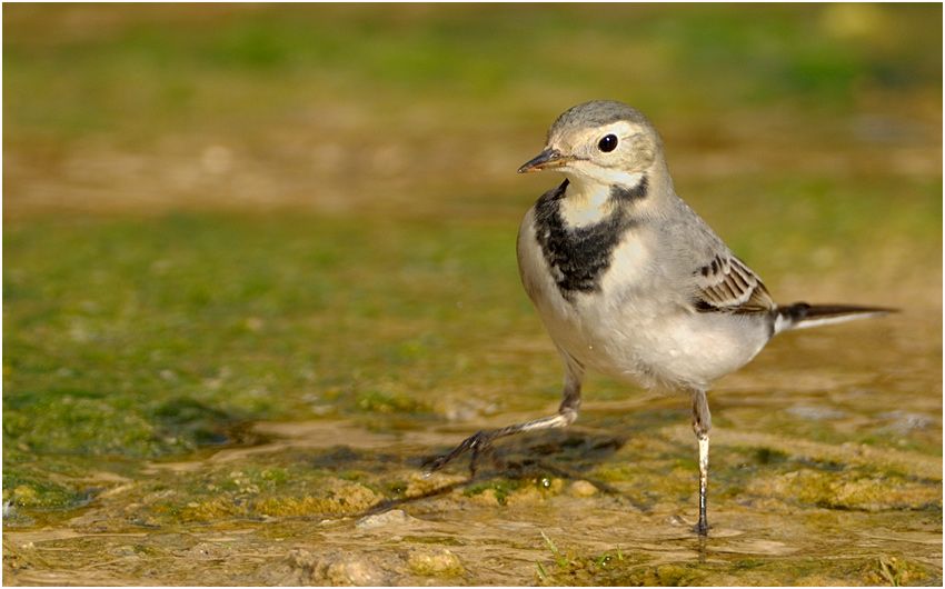 White Wagtail