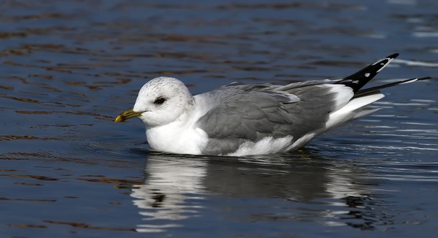 Common Gull