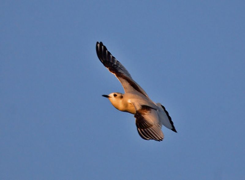 Little Gull