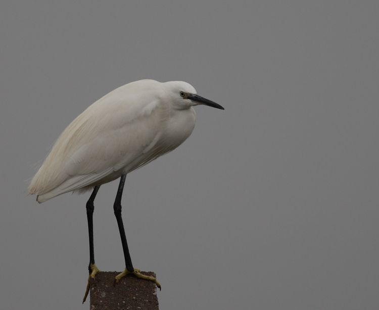 Little Egret